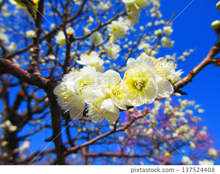 White plum blossoms and blue sky (photographed at Urban Agricultural Park in 2026) White plum blossoms and blue sky (photographed at Urban Agricultural Park in 2026) 137524408