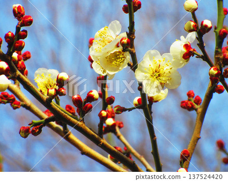白梅花與藍天（2026年攝於都市農業公園） 137524420