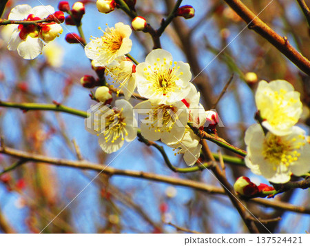 White plum blossoms and blue sky (photographed at Urban Agricultural Park in 2026) 137524421