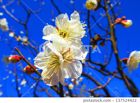 白梅花與藍天（2026年攝於都市農業公園） 137524422