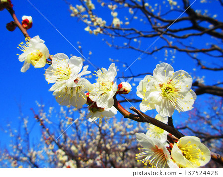 White plum blossoms and blue sky (photographed at Urban Agricultural Park in 2026) 137524428