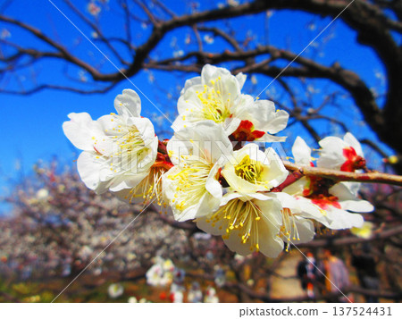 White plum blossoms and blue sky (photographed at Urban Agricultural Park in 2026) White plum blossoms and blue sky (photographed at Urban Agricultural Park in 2026) 137524431