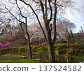 Iida City - Park scenery with cherry blossoms 137524582