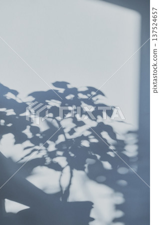 Plant casting natural shadow texture on light wall, creating an abstract background Plant casting natural shadow texture on light wall, creating an abstract background 137524657