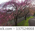 Iida City: Cherry Blossom Cycling Road 137524668