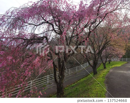Iida City: Cherry Blossom Cycling Road 137524668