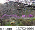 Spring park scenery in Iida City 137524669