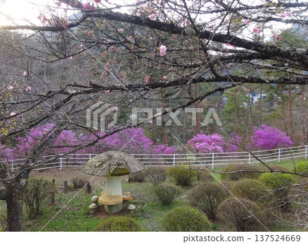 Spring park scenery in Iida City 137524669
