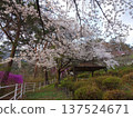 Iida City - Cherry blossoms blooming in the park 137524671