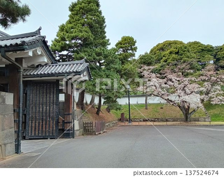 Tokyo Imperial Palace Gate and Cherry Blossoms 137524674