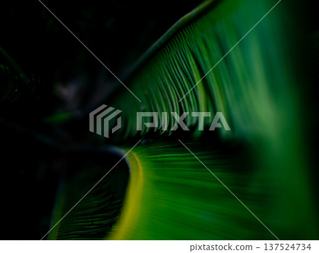 Vibrant Green and Yellow Cycad Palm Fronds Abstract Close-up with Dark Shadow Background Texture Pattern Vibrant Green and Yellow Cycad Palm Fronds Abstract Close-up with Dark Shadow Background Texture Pattern 137524734
