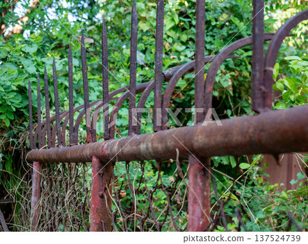 Vintage Rusty Iron Fence Overgrown with Green Plants and Vines 137524739