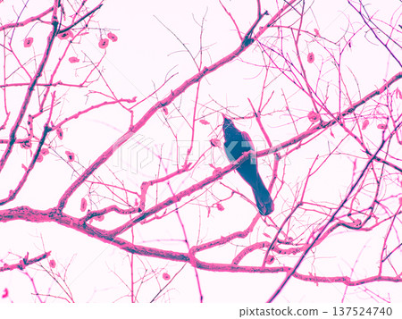 Artistic Color Filter Bird Silhouette on Bare Branches - Abstract Wildlife Nature Photography with Vintage Tone Effect Artistic Color Filter Bird Silhouette on Bare Branches - Abstract Wildlife Nature Photography with Vintage Tone Effect 137524740