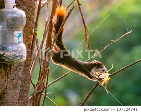 Orange Tail Squirrel Hanging on Tree Branch Eating - Acrobatic Wild Rodent Behavior in Natural Habitat Orange Tail Squirrel Hanging on Tree Branch Eating - Acrobatic Wild Rodent Behavior in Natural Habitat 137524741