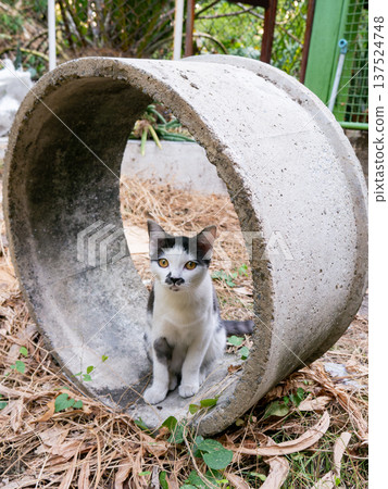 Cute Black and White Cat Side Profile Portrait in Garden Outdoor Setting 137524748