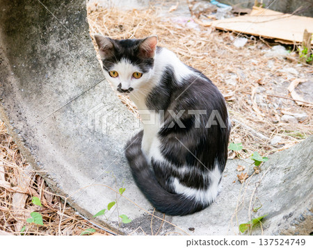 Cute Black and White Cat Side Profile Portrait in Garden Outdoor Setting Cute Black and White Cat Side Profile Portrait in Garden Outdoor Setting 137524749