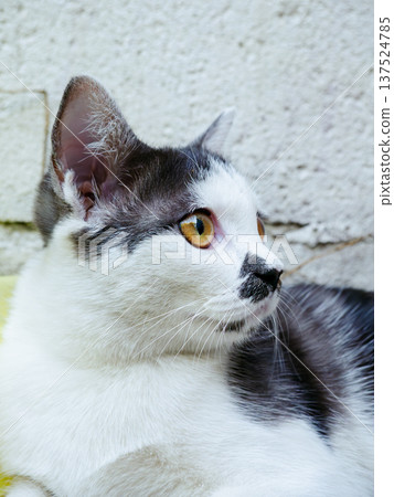 Black and White Kitten Looking Sitting on Concrete Ground Black and White Kitten Looking Sitting on Concrete Ground 137524785