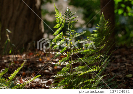 陽光透過樹葉灑在蕨類植物上-森林自然風光 陽光透過樹葉灑在蕨類植物上-森林自然風光 137524981
