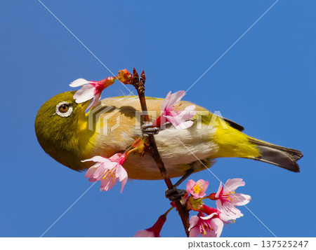 一隻繡眼鳥棲息在櫻花叢中，映襯著藍天。春天的野生鳥類。 137525247