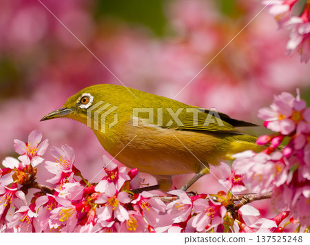 一隻繡眼鳥棲息在盛開的櫻花枝上。春天的野生鳥類。 137525248