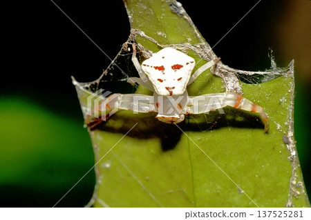 Azuchigumo（女） 137525281