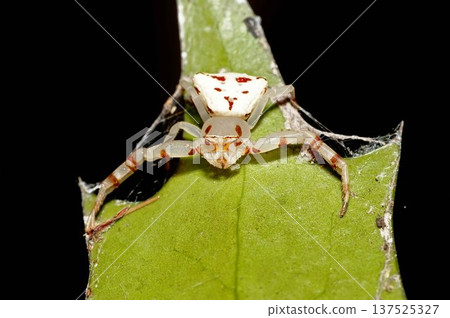 Azuchigumo（女） 137525327