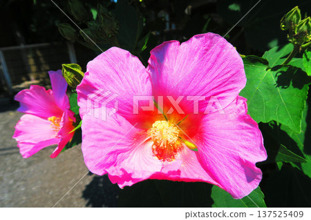 美國木槿的粉紅色花朵 137525409