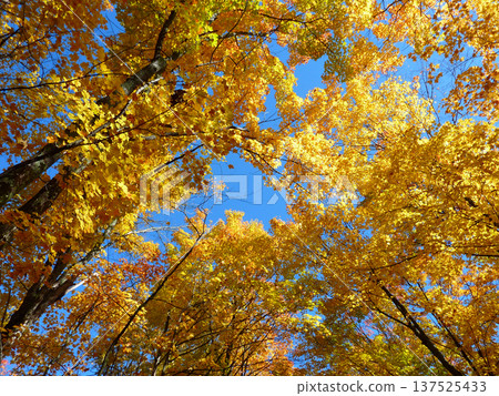 秋葉在藍天下伸展伸展 137525433