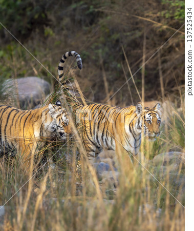 wild female mother bengal tiger or panthera tigris with her cub walking crossing dry riverbed in long grass in safari at dhikala zone of jim corbett national park forest reserve uttarakhand india wild female mother bengal tiger or panthera tigris with her cub walking crossing dry riverbed in long grass in safari at dhikala zone of jim corbett national park forest reserve uttarakhand india 137525434