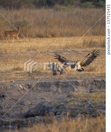 wild long billed indian Vulture Gyps indicus and White rumped vulture Gyps bengalensis flying wingspan flock or family in winter season safari at bandhavgarh National Park forest madhya pradesh india 137525435