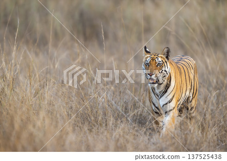 wild female bengal tiger or panthera tigris walking head on in bandhavgarh national park forest reserve madhya pradesh india tigress searching prey for hunt dry grassland summer season evening safari 137525438