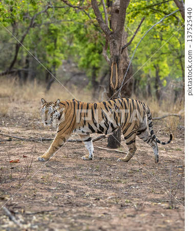 wild female bengal tiger or panthera tigris bandhavgarh national park forest reserve madhya pradesh india. tigress side profile walking territory marking strolling in evening wildlife safari in winter wild female bengal tiger or panthera tigris bandhavgarh national park forest reserve madhya pradesh india. tigress side profile walking territory marking strolling in evening wildlife safari in winter 137525440