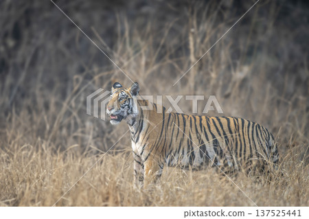 wild female bengal tiger or panthera tigris ambush in tall grass in grassland watching prey movements in summer season evening safari at bandhavgarh national park forest reserve madhya pradesh india wild female bengal tiger or panthera tigris ambush in tall grass in grassland watching prey movements in summer season evening safari at bandhavgarh national park forest reserve madhya pradesh india 137525441