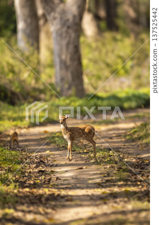 wild spotted deer or chital or axis deer fawn on forest track road block in natural scenic green background in winter season safari at jim corbett national park forest tiger reserve uttarakhand india wild spotted deer or chital or axis deer fawn on forest track road block in natural scenic green background in winter season safari at jim corbett national park forest tiger reserve uttarakhand india 137525442
