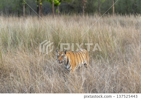 wild female bengal tiger or panthera tigris bandhavgarh national park forest reserve madhya pradesh india tigress walking in dry grassland in search of prey for hunt in winter season safari 137525443