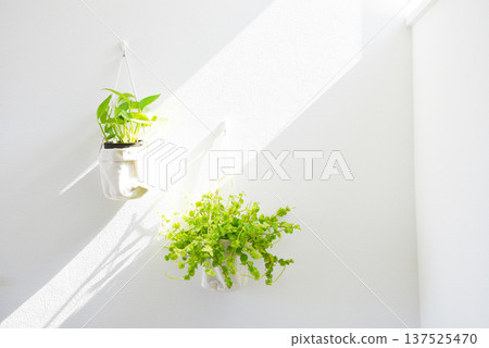 室內綠植和窗戶透進來的自然光 室內綠植和窗戶透進來的自然光 137525470