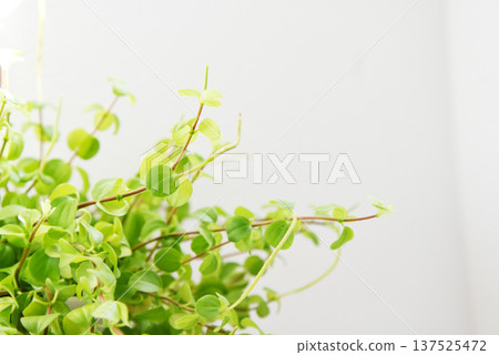 清新的室內綠植特寫 清新的室內綠植特寫 137525472