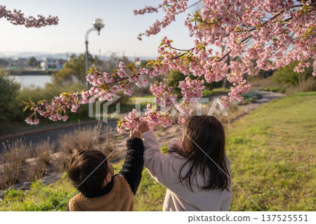 河津櫻花和孩子們的背影 河津櫻花和孩子們的背影 137525551