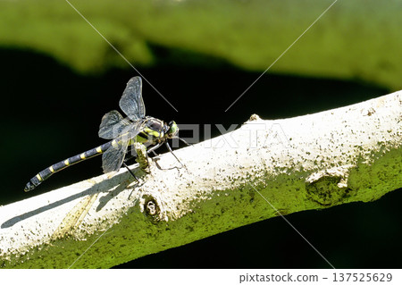 Koniyamma (female) Koniyamma (female) 137525629