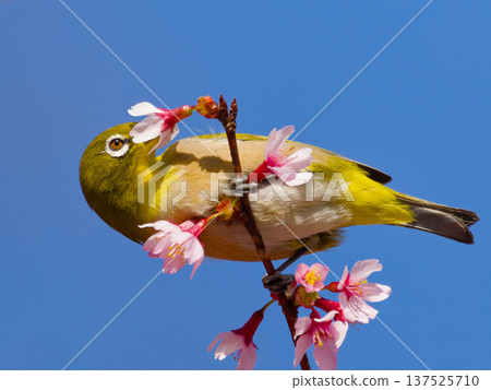 一隻繡眼鳥棲息在櫻花叢中，映襯著藍天。春天的野生鳥類。 137525710