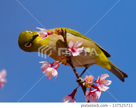 一隻繡眼鳥棲息在櫻花叢中，映襯著藍天。春天的野生鳥類。 137525711