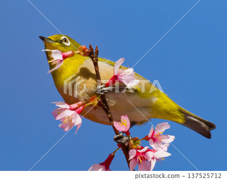 A Japanese white-eye perched on cherry blossoms against the blue sky. A wild bird of spring. 137525712