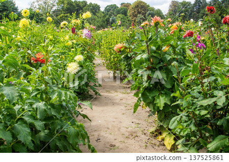 Abundance of Colorful Dahlias in Summer Garden Abundance of Colorful Dahlias in Summer Garden 137525861