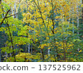 白樺林轉秋了 137525962