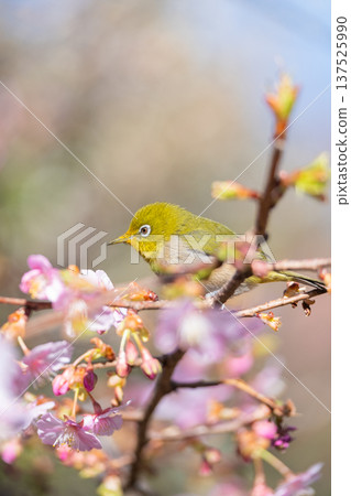 Kawazu cherry tree in full bloom and mezzo 137525990
