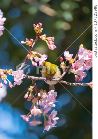 Kawazu cherry tree in full bloom and mezzo 137525996