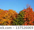 秋色斑斕的樹木與蔚藍的天空 137526069