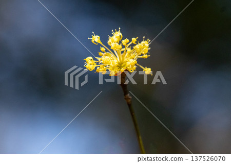Cornus flowers against a blue sky - spring plants Cornus flowers against a blue sky - spring plants 137526070