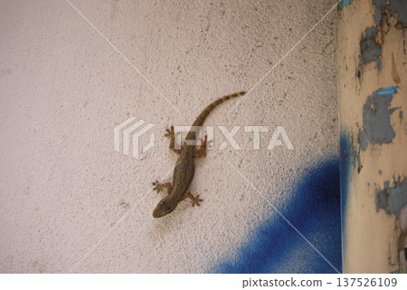 Bangkok Khao San Road Gecko Bangkok Khao San Road Gecko 137526109