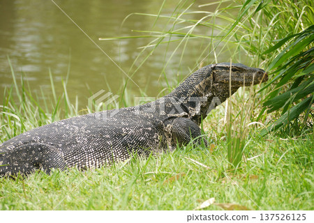 Water monitor lizard in Lumpini Park, Bangkok 137526125